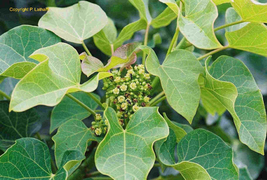 Exotische Nutz und Zierpflanzen Jatropha curcas