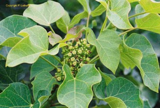 Jatropha curcas