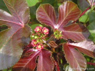 Jatropha gossypiifolia