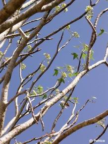 Jatropha mahafalensis