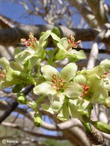 Jatropha mahafalensis