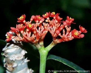 Jatropha podagrica