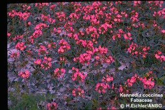 Kennedia coccinea