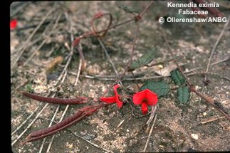 Kennedia eximia