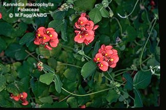 Kennedia macrophylla