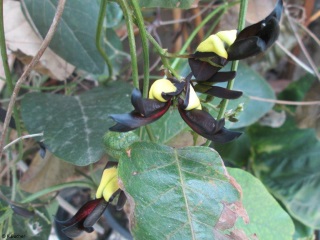 Kennedia nigricans