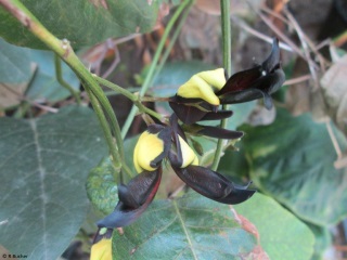 Kennedia nigricans