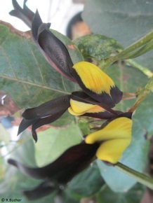 Kennedia nigricans