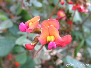 Kennedia prostrata