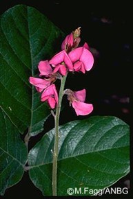 Kennedia retrorsa