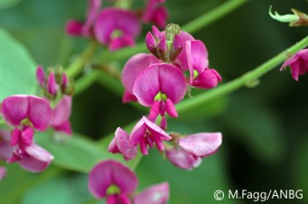 Kennedia retrorsa