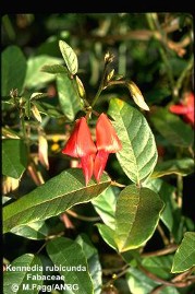 Kennedia rubicunda