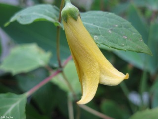 Kirengeshoma palmata 