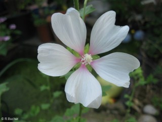 Kitaibelia vitifolia