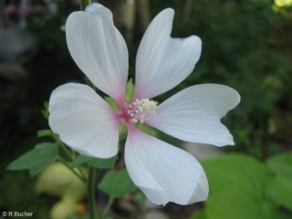 Kitaibelia vitifolia