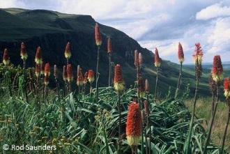 Kniphofia caulescens