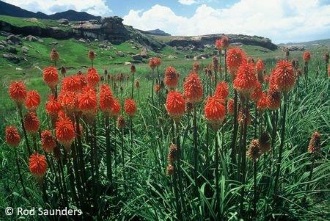 Kniphofia linearifolia