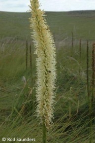 Kniphofia multiflora 'creme'