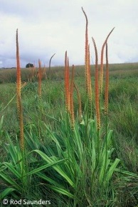 Kniphofia multiflora 'gelb-orange'