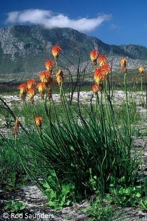Exotische Nutz und Zierpflanzen Kniphofia uvaria