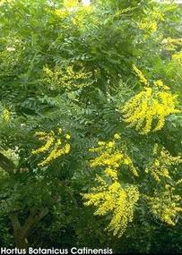 Koelreuteria paniculata 