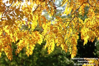 Koelreuteria paniculata 