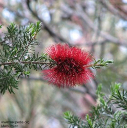 Kunzea baxteri