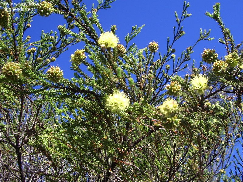 Exotische Nutz und Zierpflanzen Kunzea ericifolia