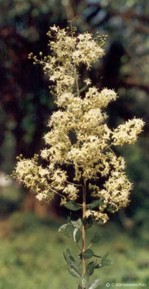 Lawsonia inermis