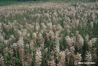 Lachenalia alba