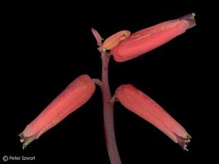 Lachenalia bulbifera