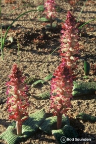 Lachenalia carnosa