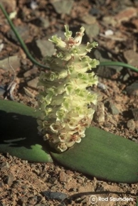 Lachenalia congesta