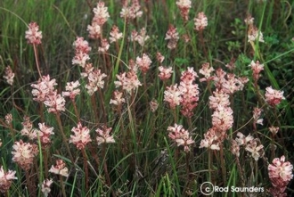 Lachenalia contaminata