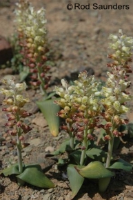 Lachenalia doleritica