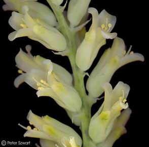 Lachenalia fistulosa