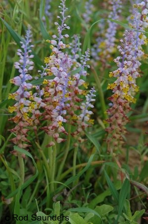 Exotische Nutz und Zierpflanzen Lachenalia mutabilis