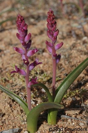 Exotische Nutz und Zierpflanzen Lachenalia namaquensis