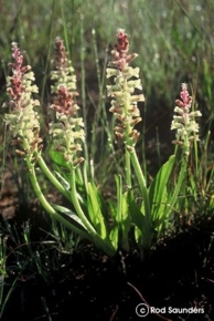 Lachenalia pallida