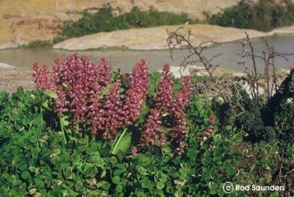 Lachenalia pustulata