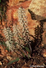 Lachenalia thomasiae