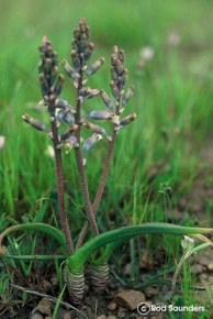 Lachenalia unifolia