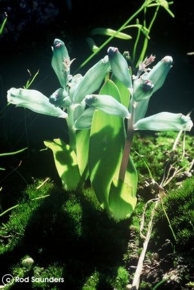 Lachenalia viridiflora