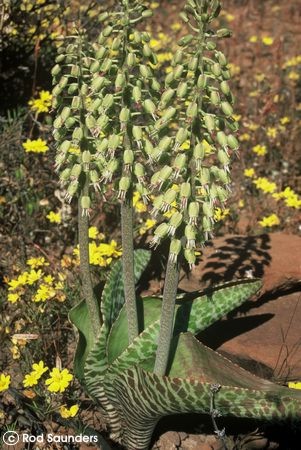 Exotische Nutz und Zierpflanzen Lachenalia zebrina