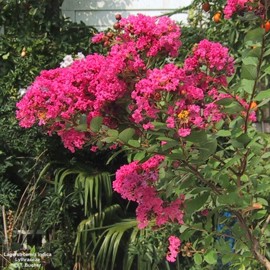 Lagerstroemia indica