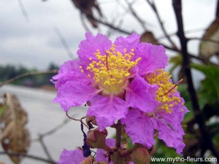 Lagerstroemia speciosa