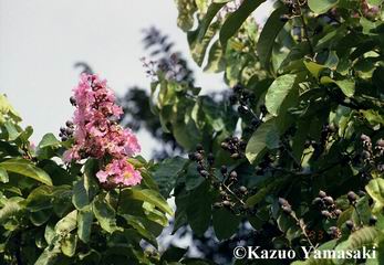 Lagerstroemia speciosa