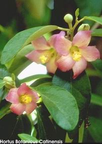 Lagunaria patersonii