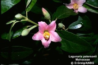 Lagunaria patersonii