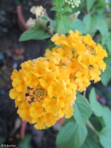 Lantana camara